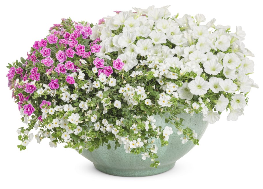 Полевой букет