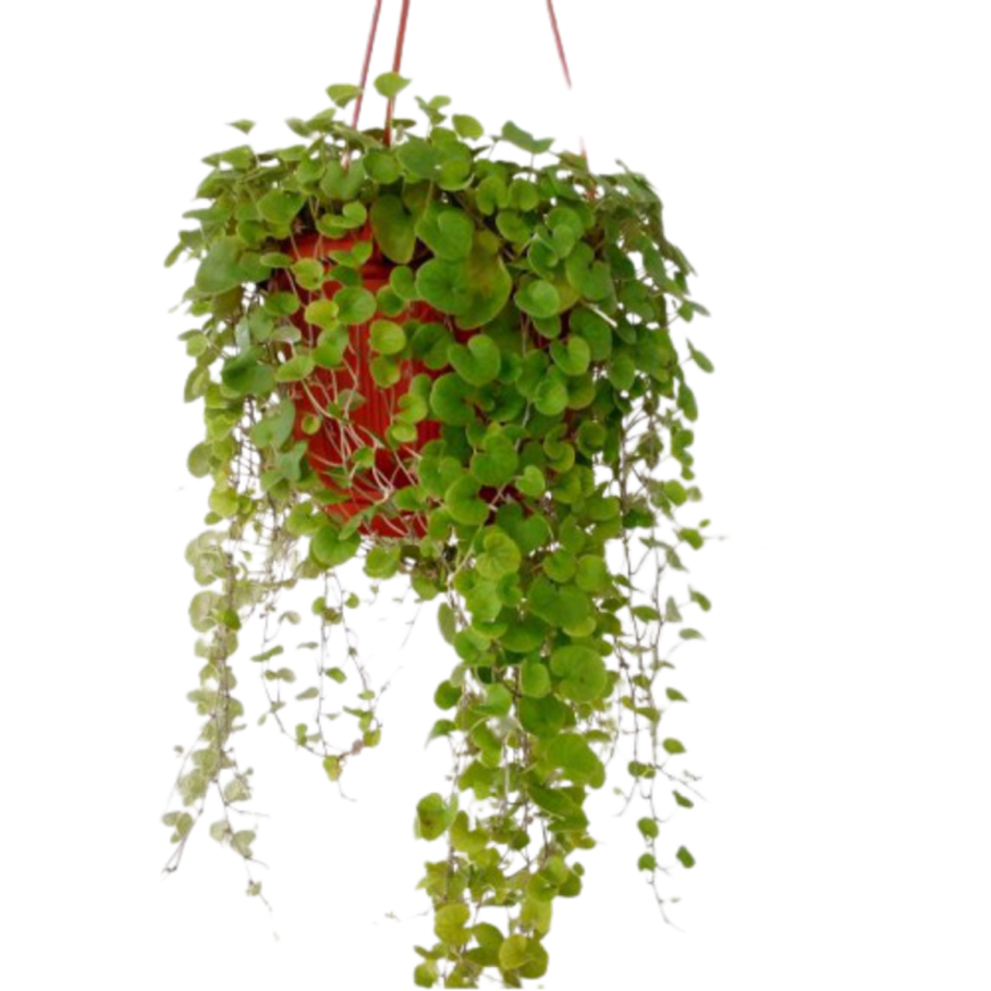 Дихондра ампельная зеленая