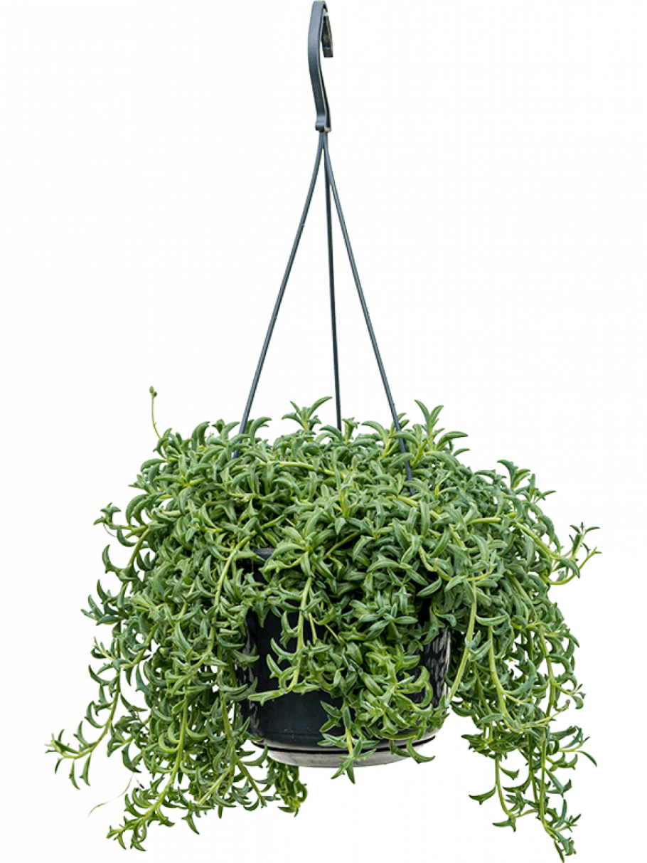 Крестовник сенецио Перегринус