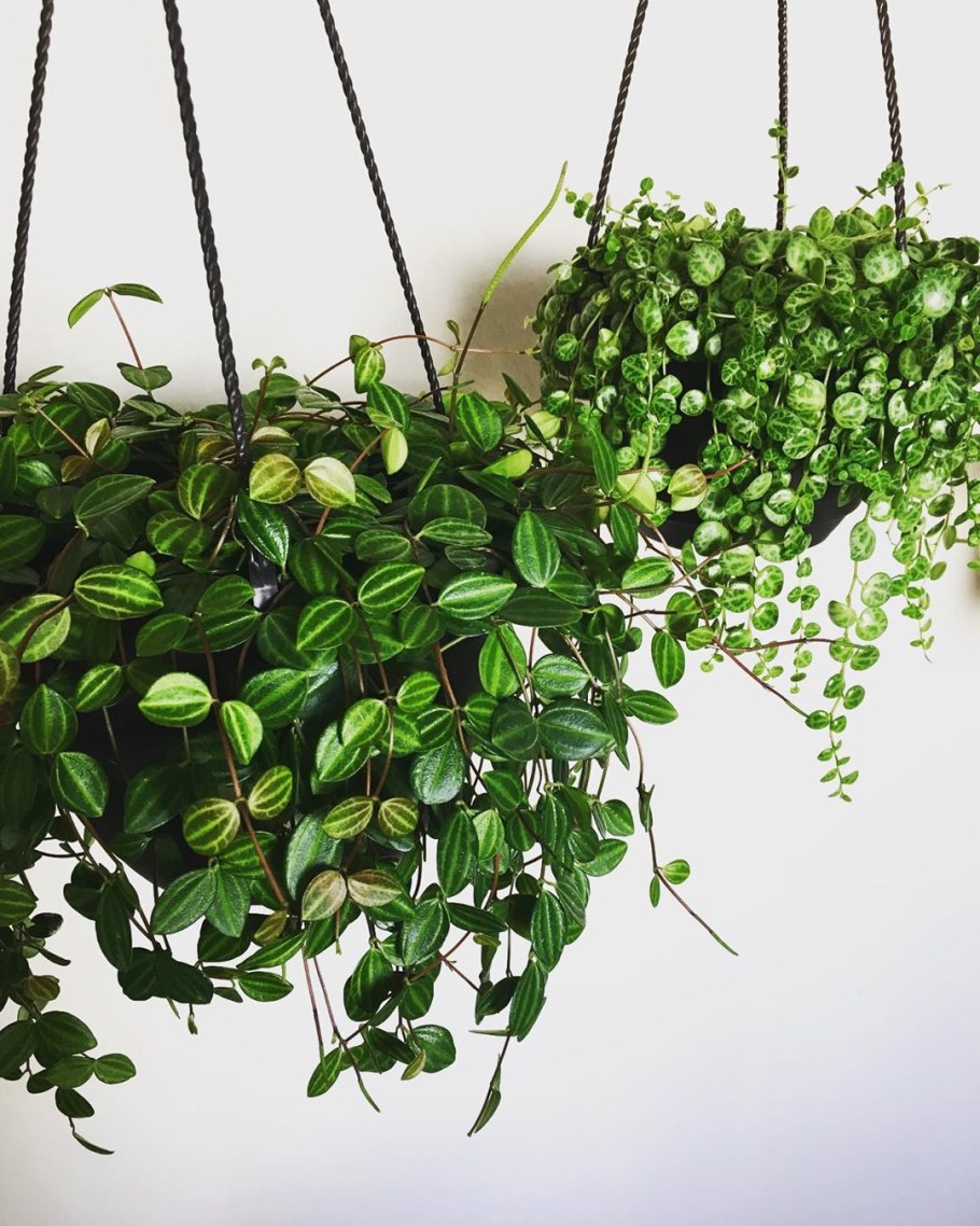 Пеперомия ампельная