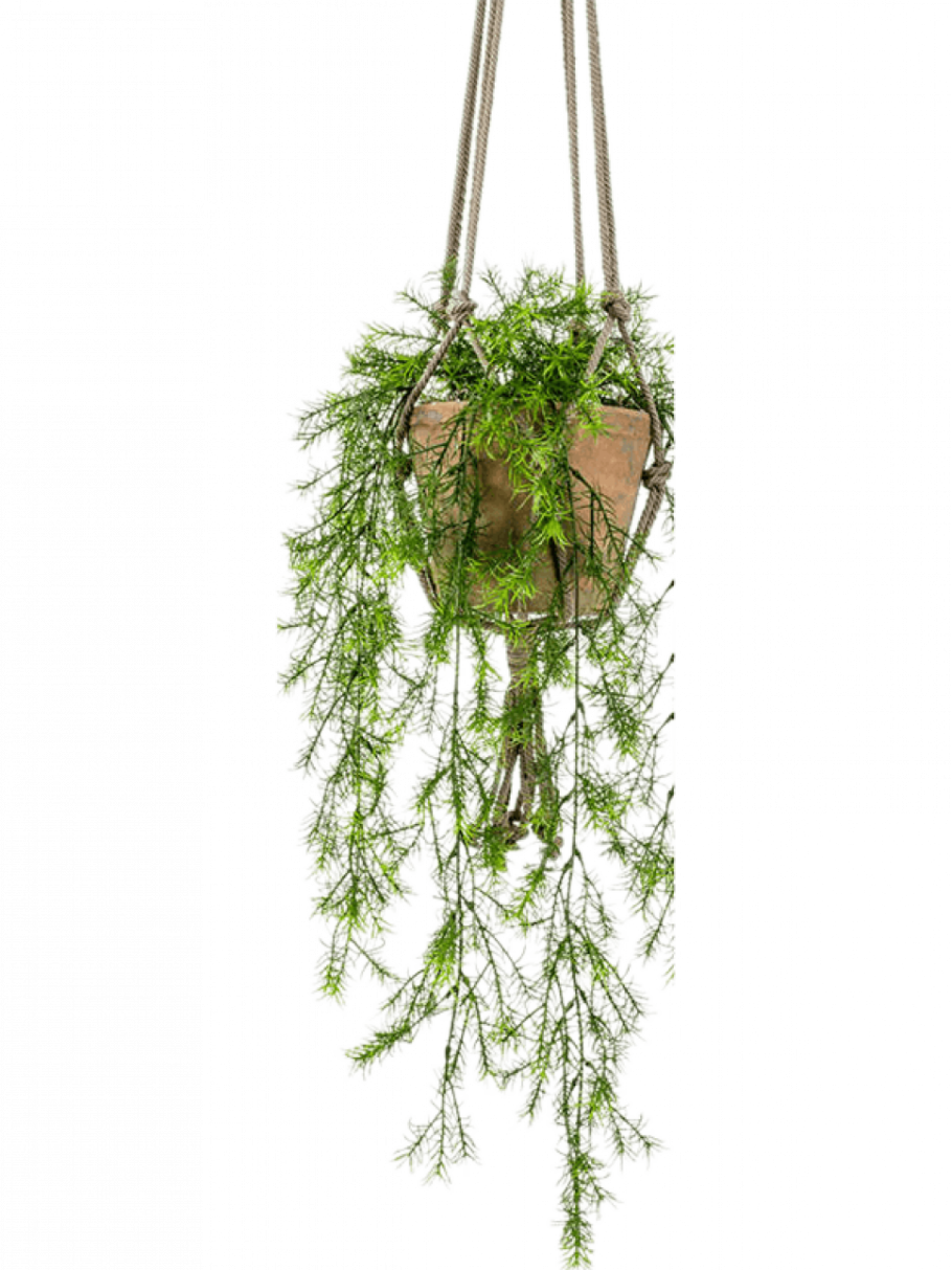 Аспарагус ампельный