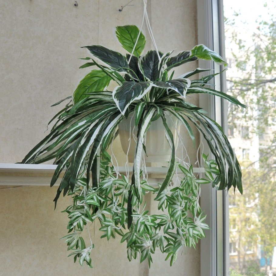 Хлорофитум хохлатый ампельный