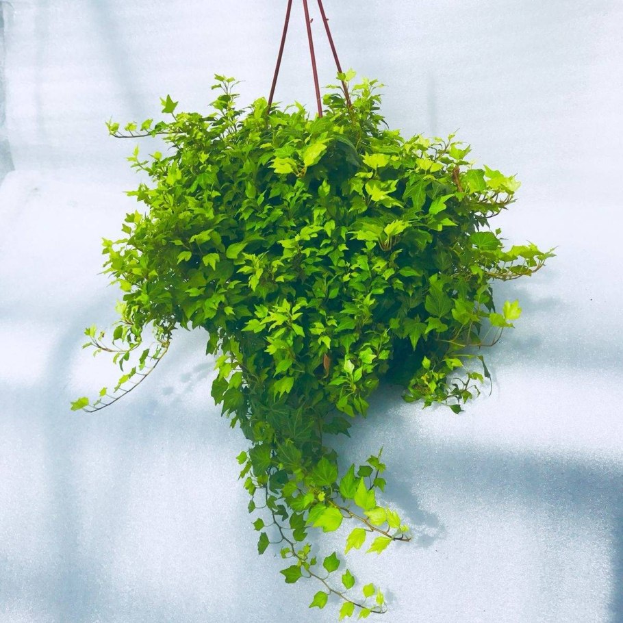 Плющ мелколистный