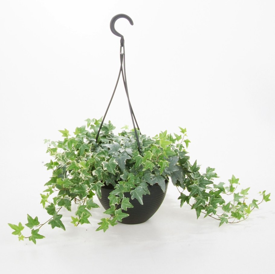 Плющ Хедера ампельная