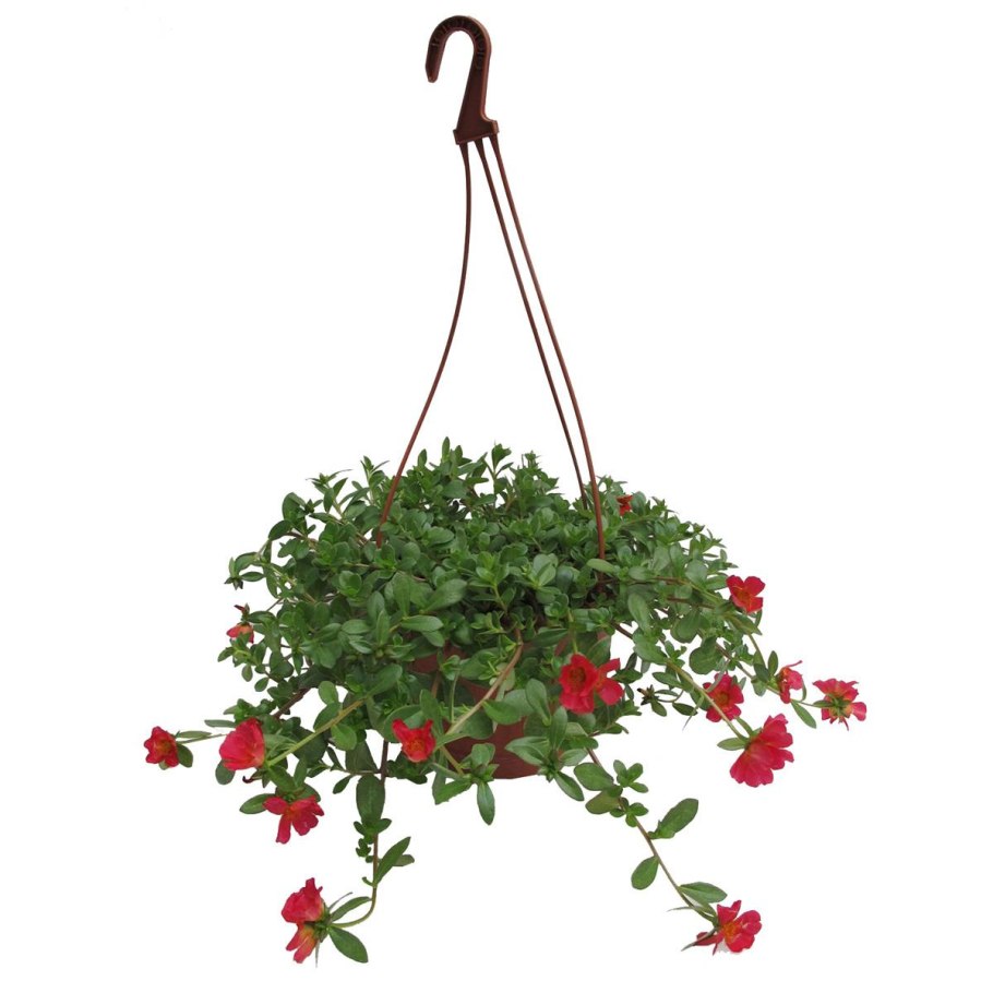 Портулак ампельный