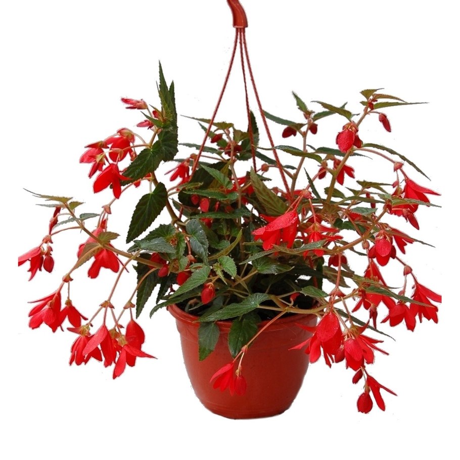 Бегония ампельная