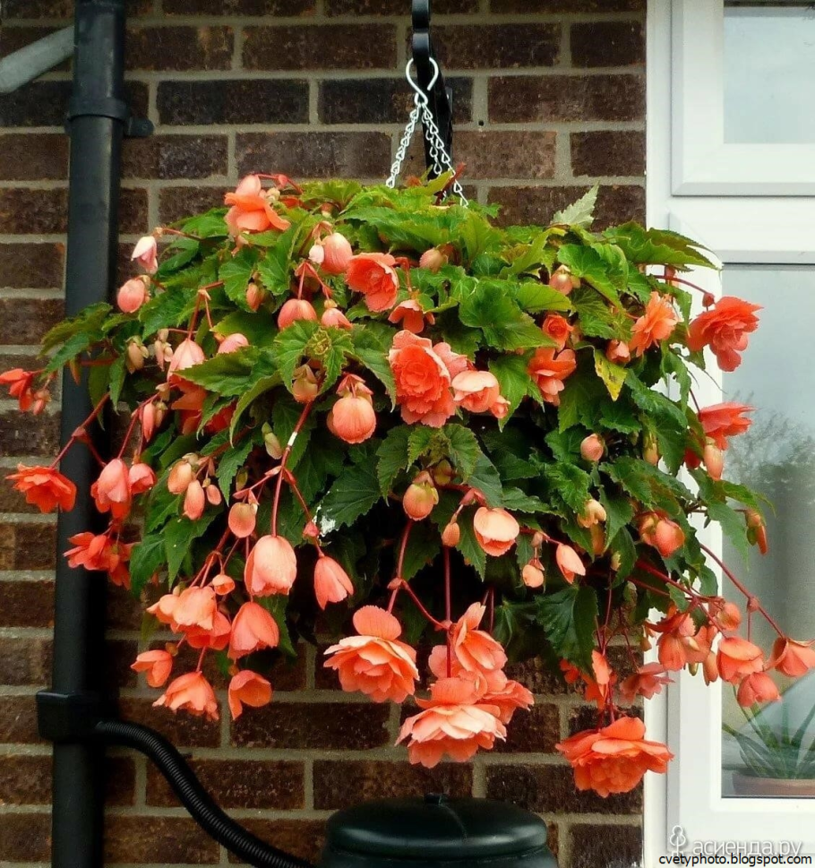 Бегония ампельная Галатея