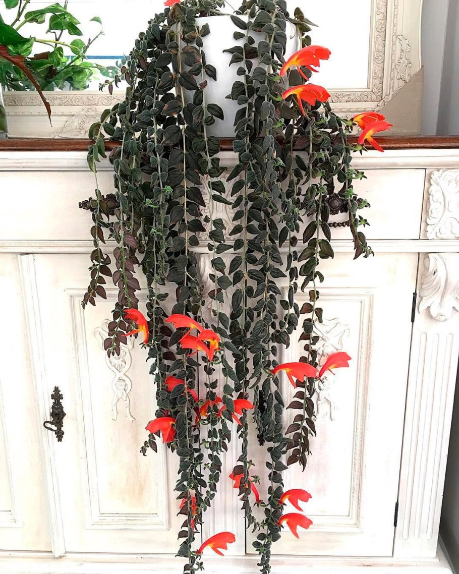 Эсхинантус колумнея