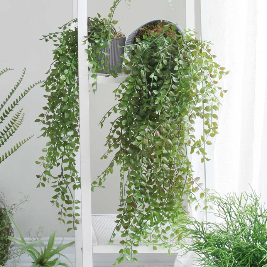 Ампельные тенелюбивые комнатные растения