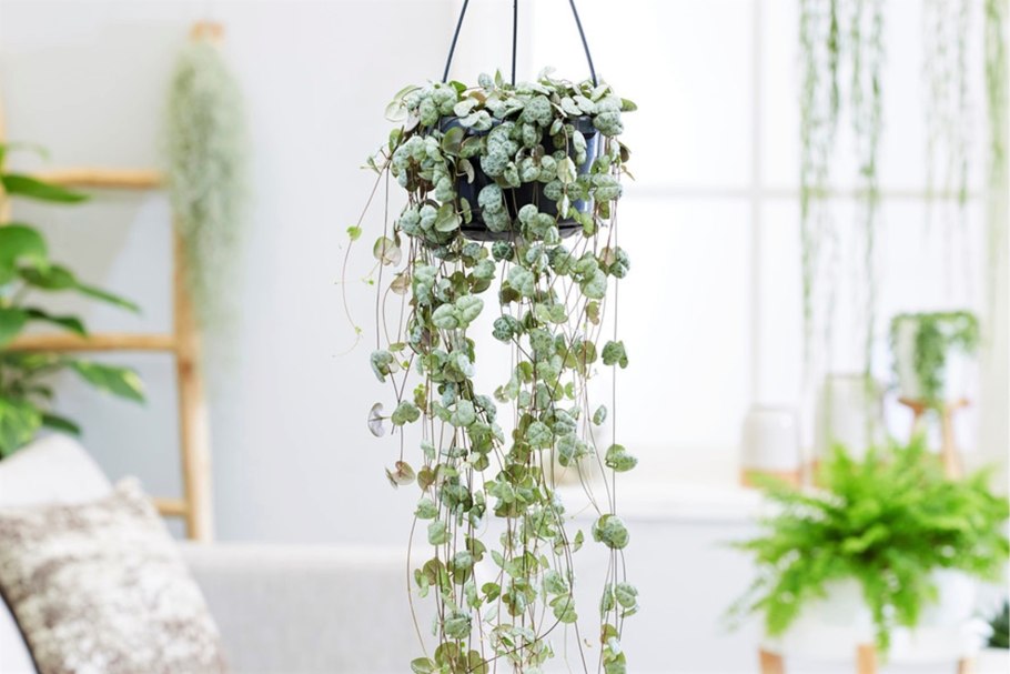 Суккулент церопегия Вуда