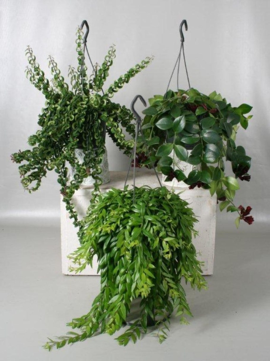 Эсхинантус Яфролепис