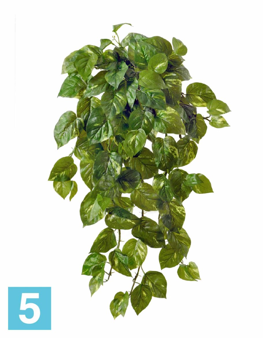 Лиана сциндапсус Эпипремнум