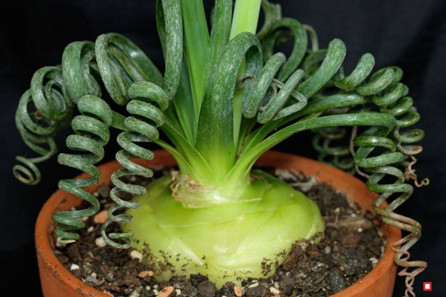 Альбука спиральная цветок