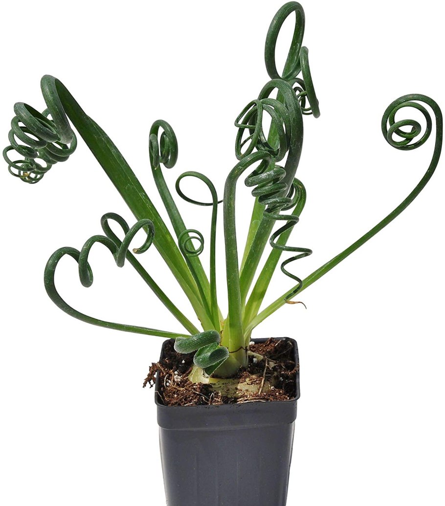 Альбука спиральная Фриззл Сиззл