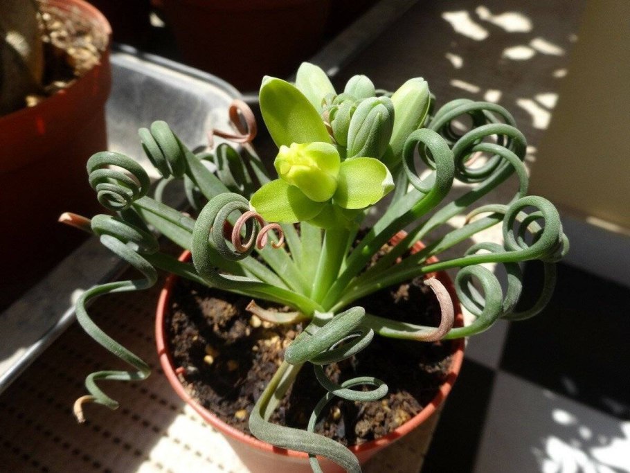 Толстянка Альбука