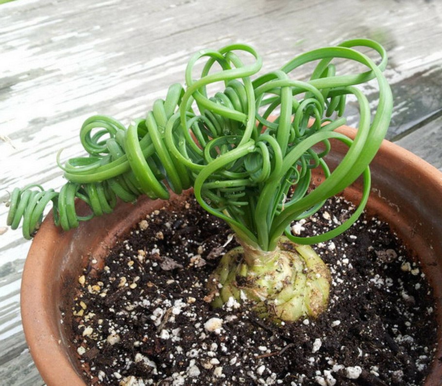 Альбука спиральная цветение