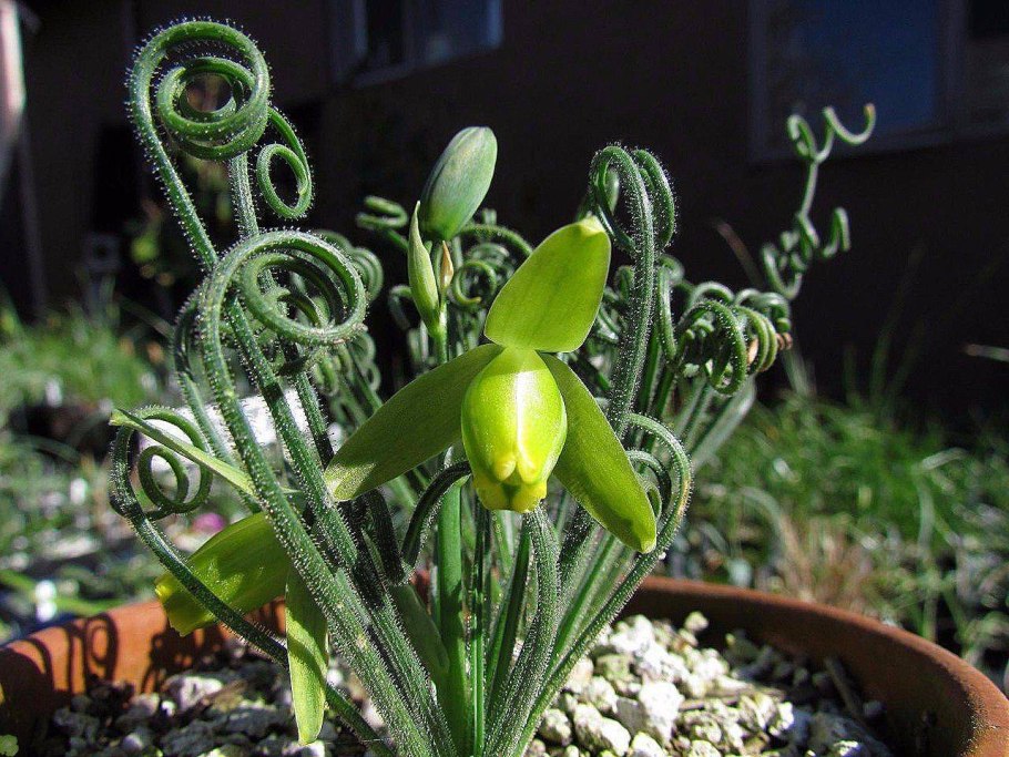 Альбука цветет