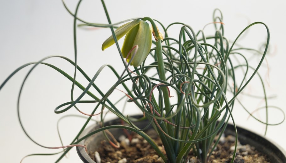 Суккулент травка