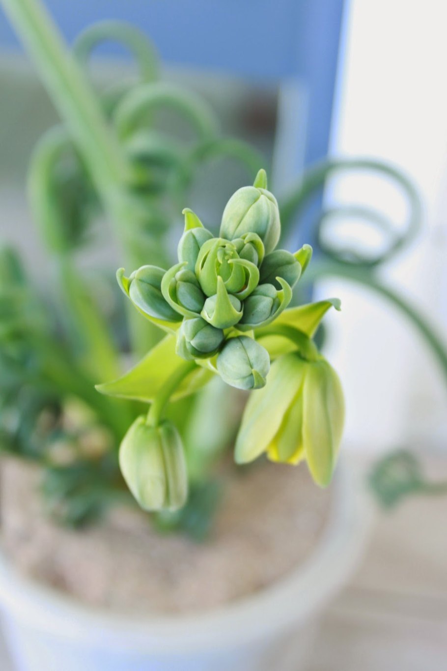 Альбука спиральная цветок