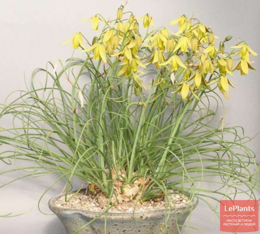 Альбука спиральная цветение