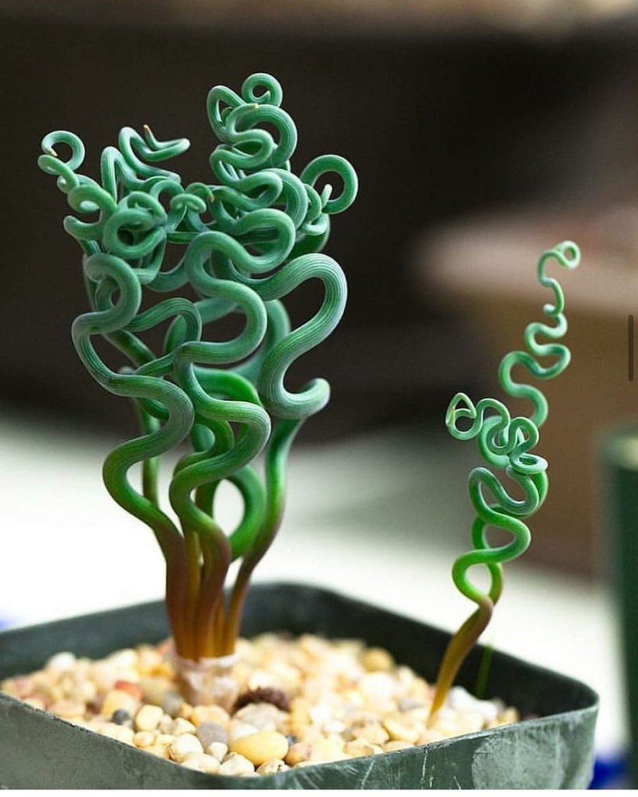 Альбука спиральная