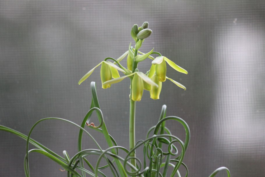 Альбука спиральная