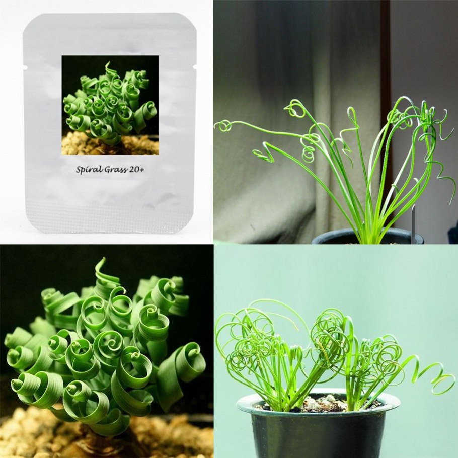 Альбука прицветниковая