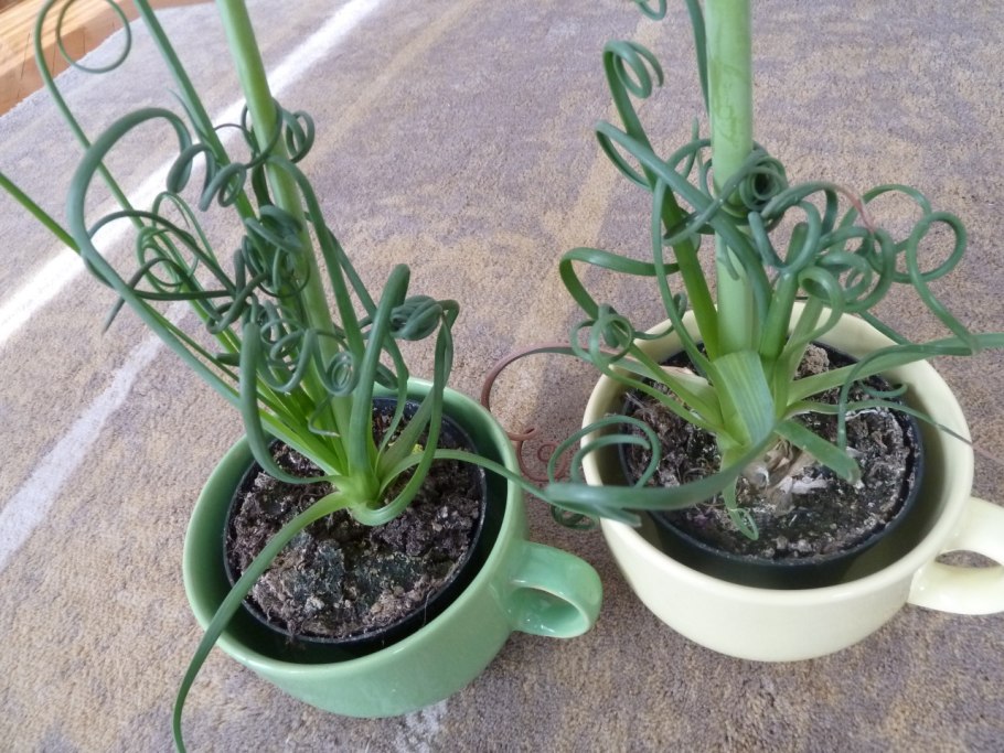 Albuca setosa (Альбука)
