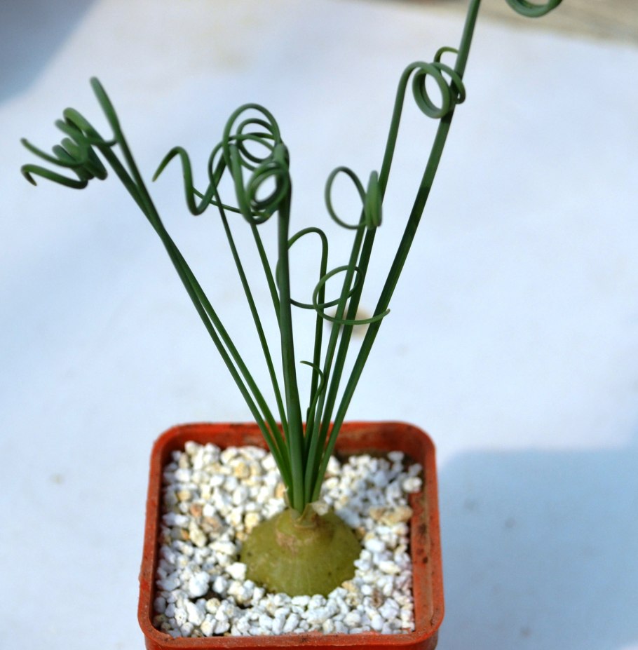 Суккулент Альбука