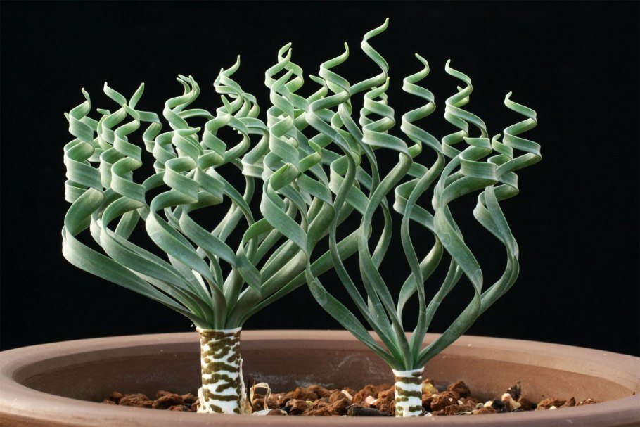Albuca rupestris