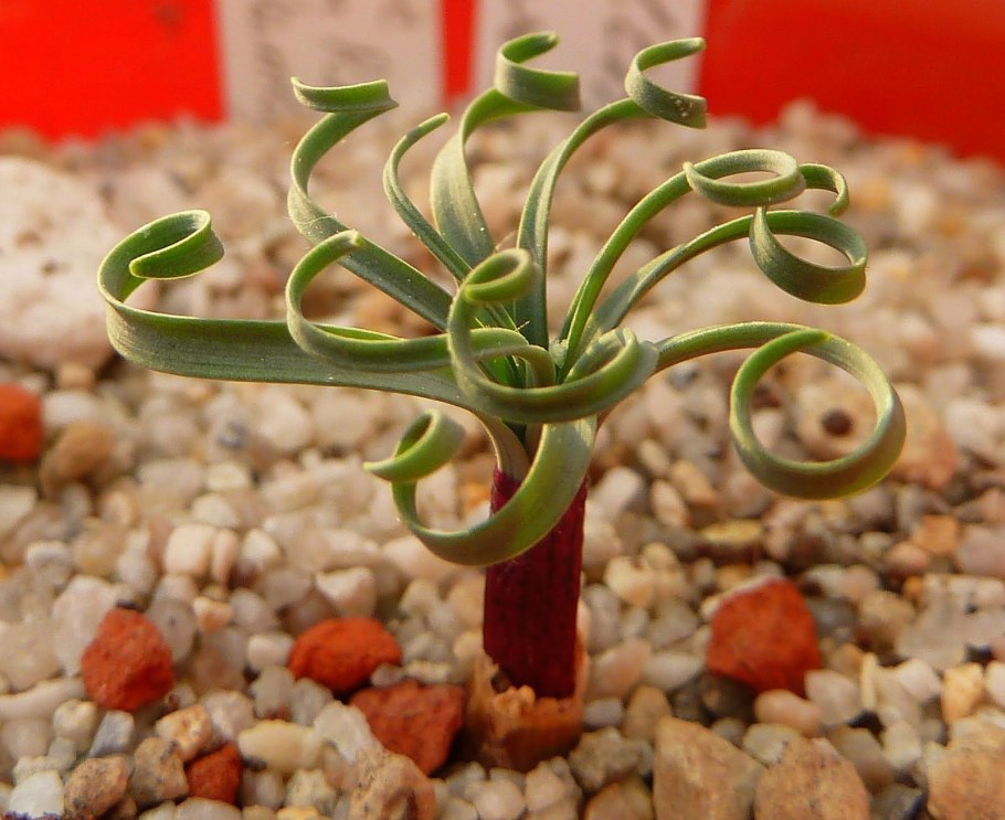 Трахиандра Альбука