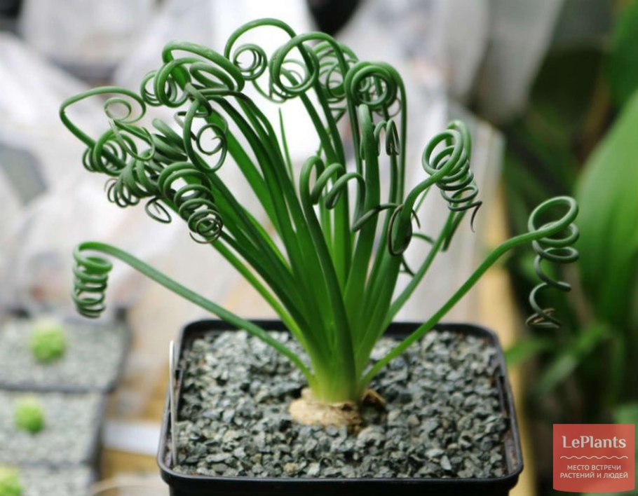 Альбука спиральная луковицы