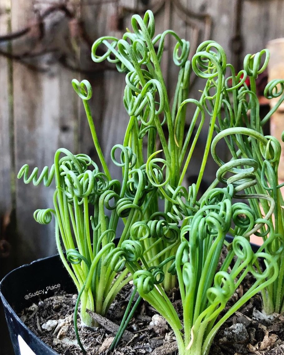 Трахиандра Альбука