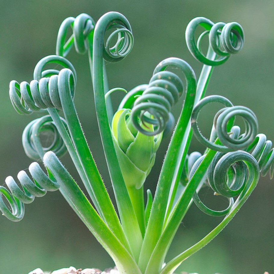 Растение Альбука спиральная