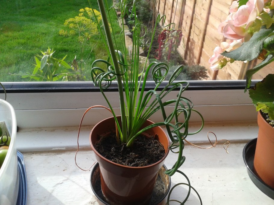 Albuca spiralis Альбука спиральная