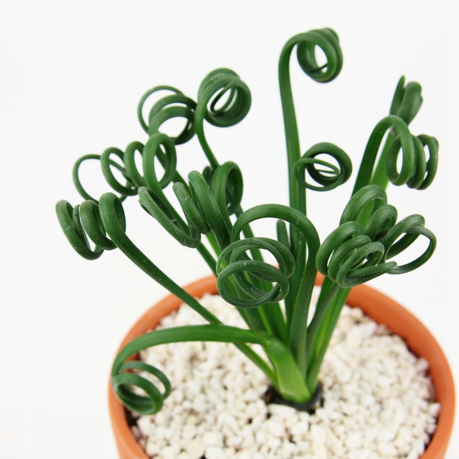 Альбука Спиралис