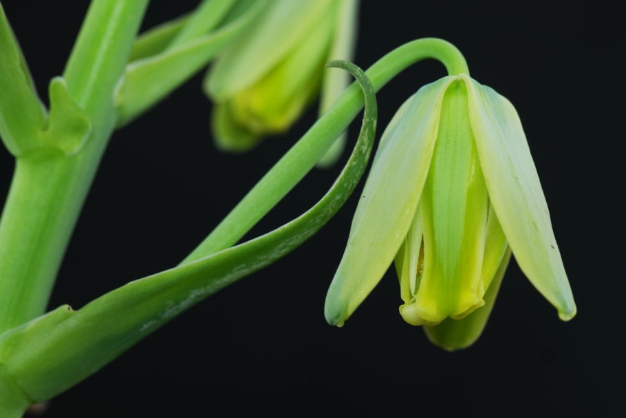 Альбука цветет