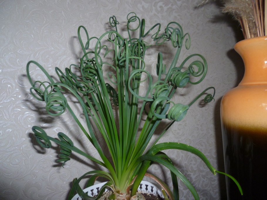 Цветок Альбука не спиральная