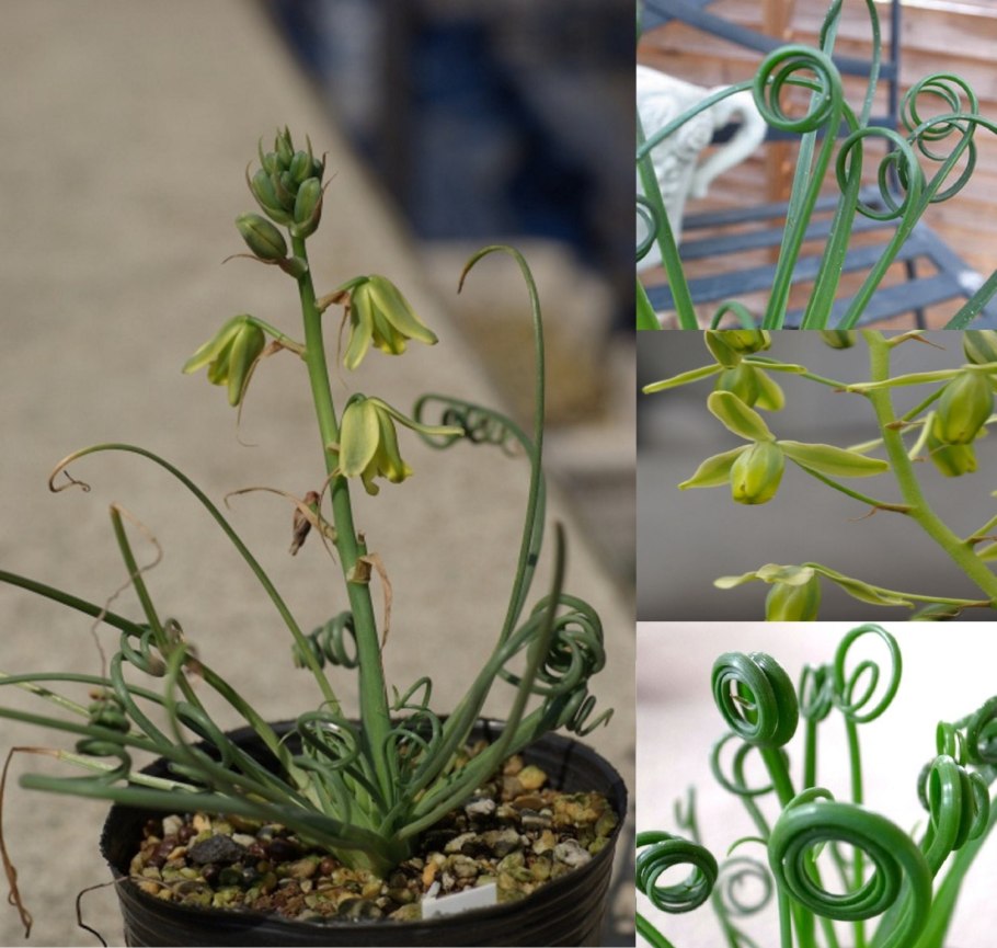 Альбука спиральная, семена