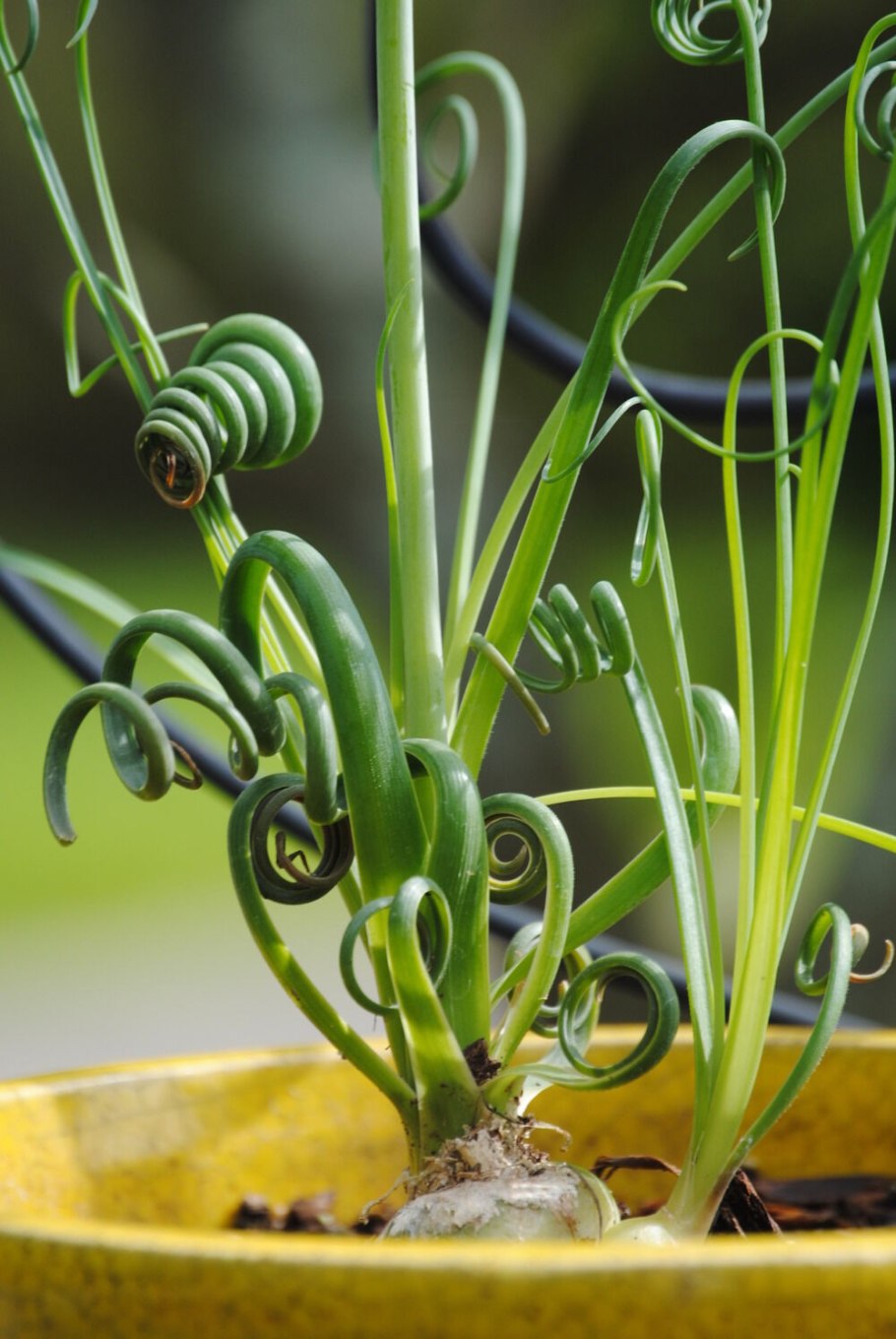 Альбука канадская