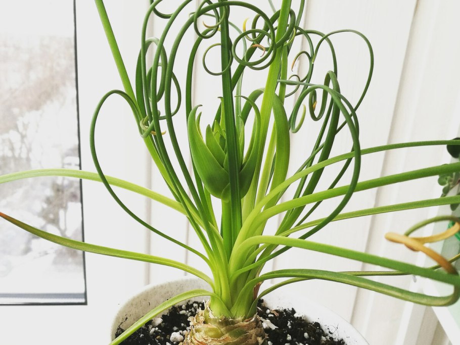 Суккулент Альбука