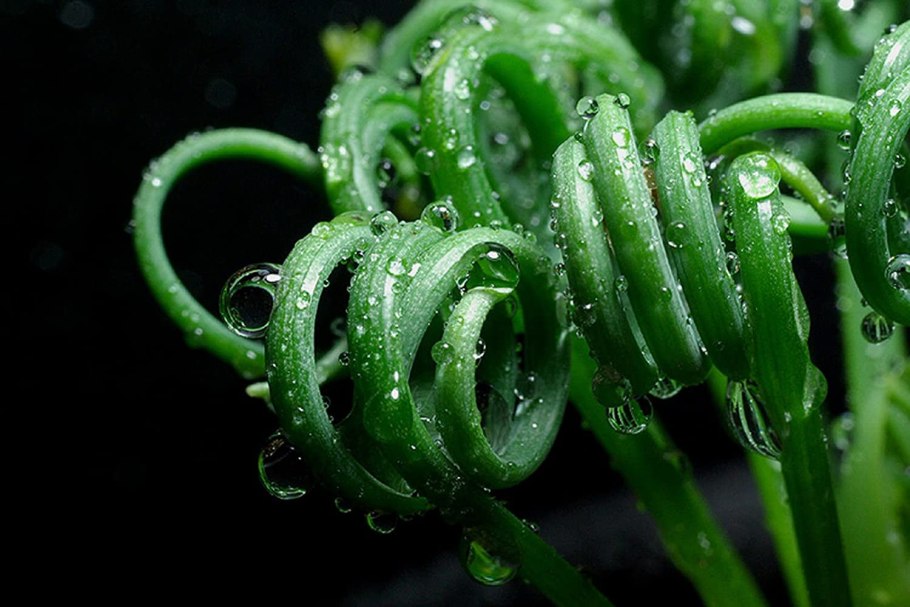 Альбука Полифила