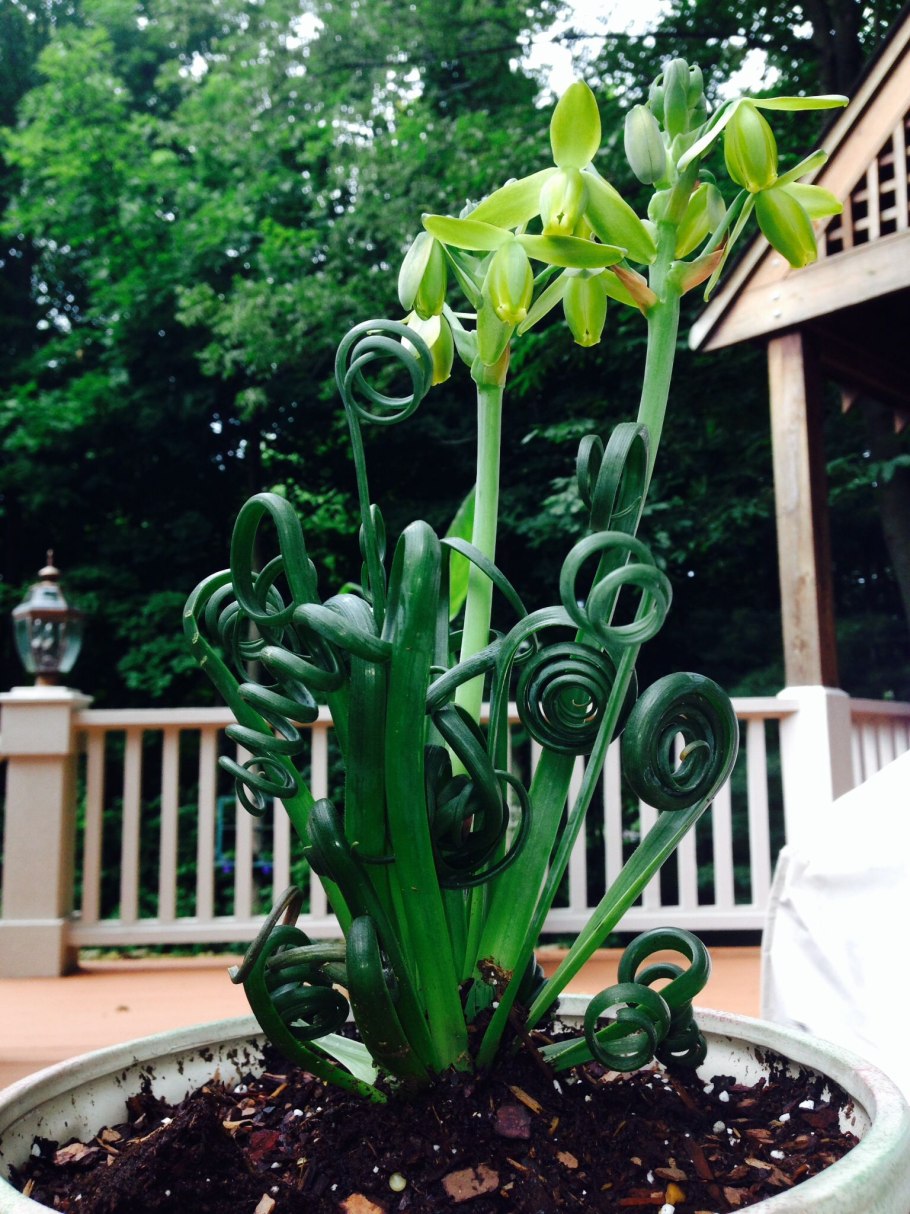 Суккулент Альбука