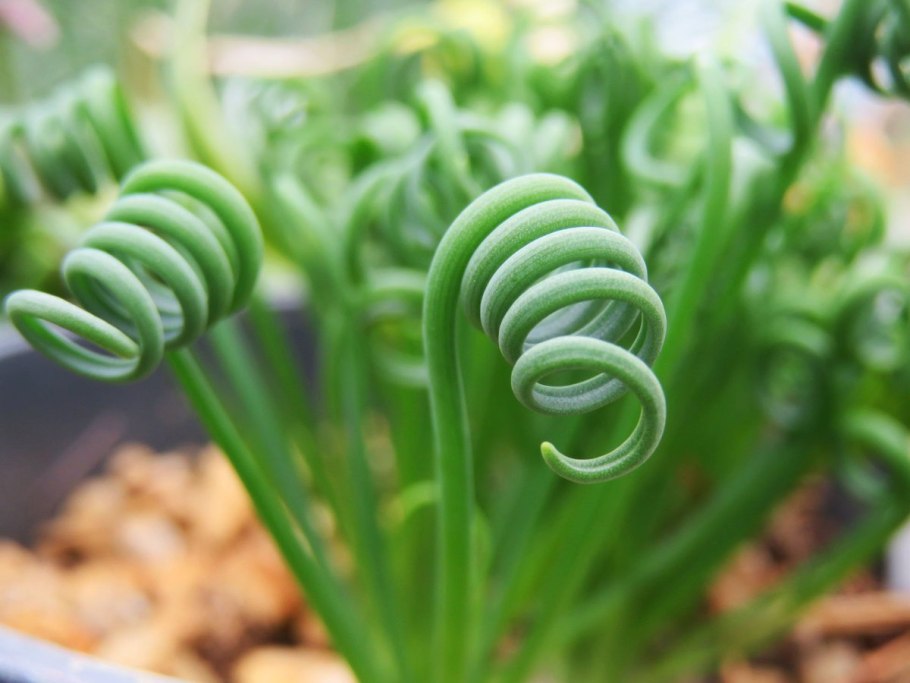 Альбука цветет