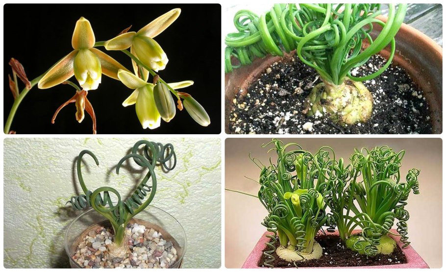 Albuca shawii