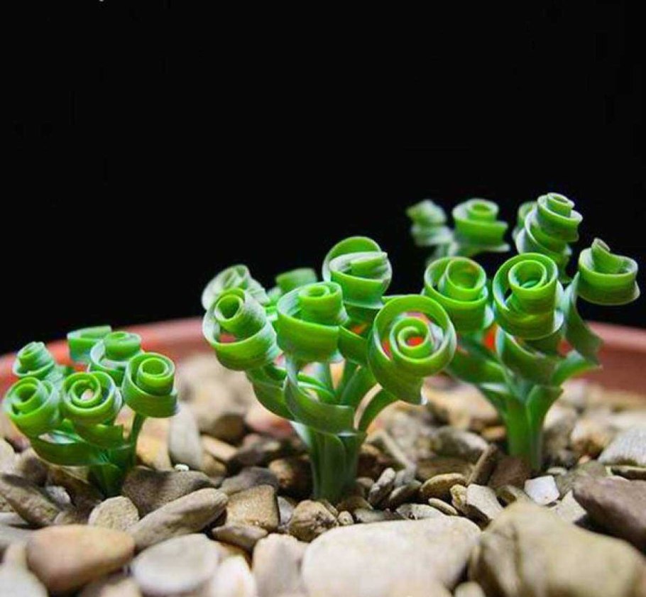 Альбука прицветниковая фото