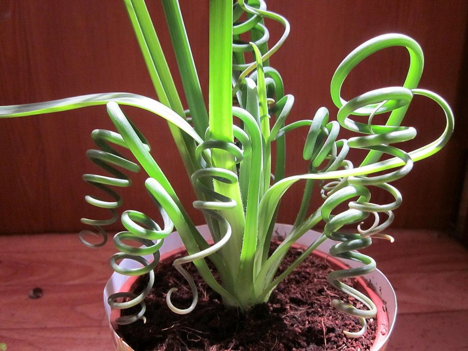 Альбука спиральная цветок