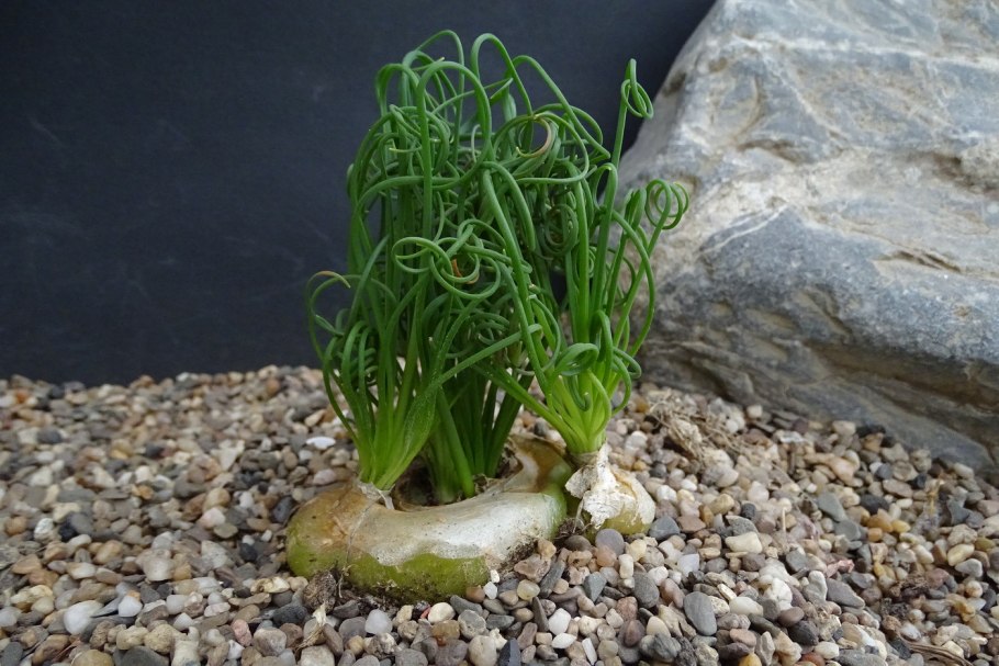 Суккулент Альбука