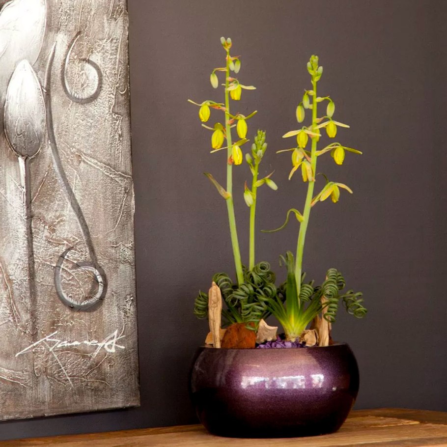 Альбука спиральная