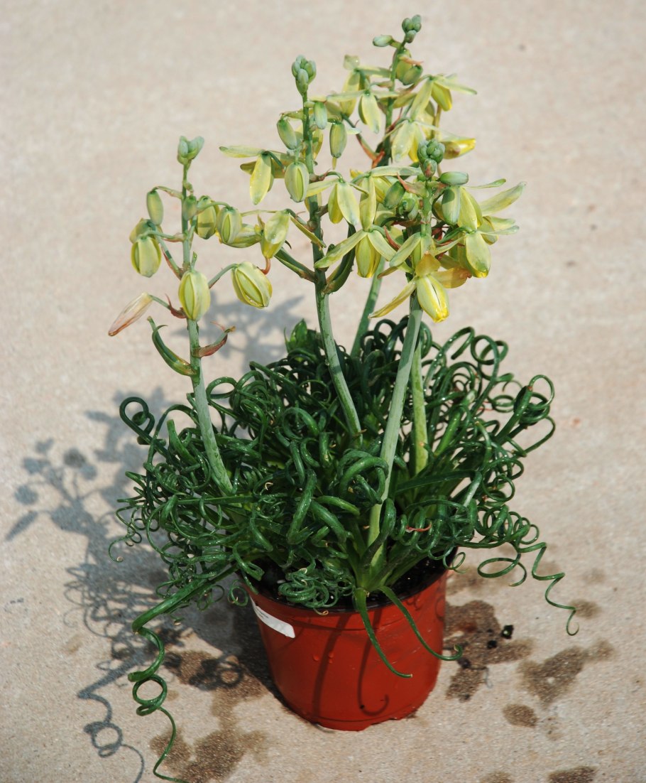 Albuca concordiana